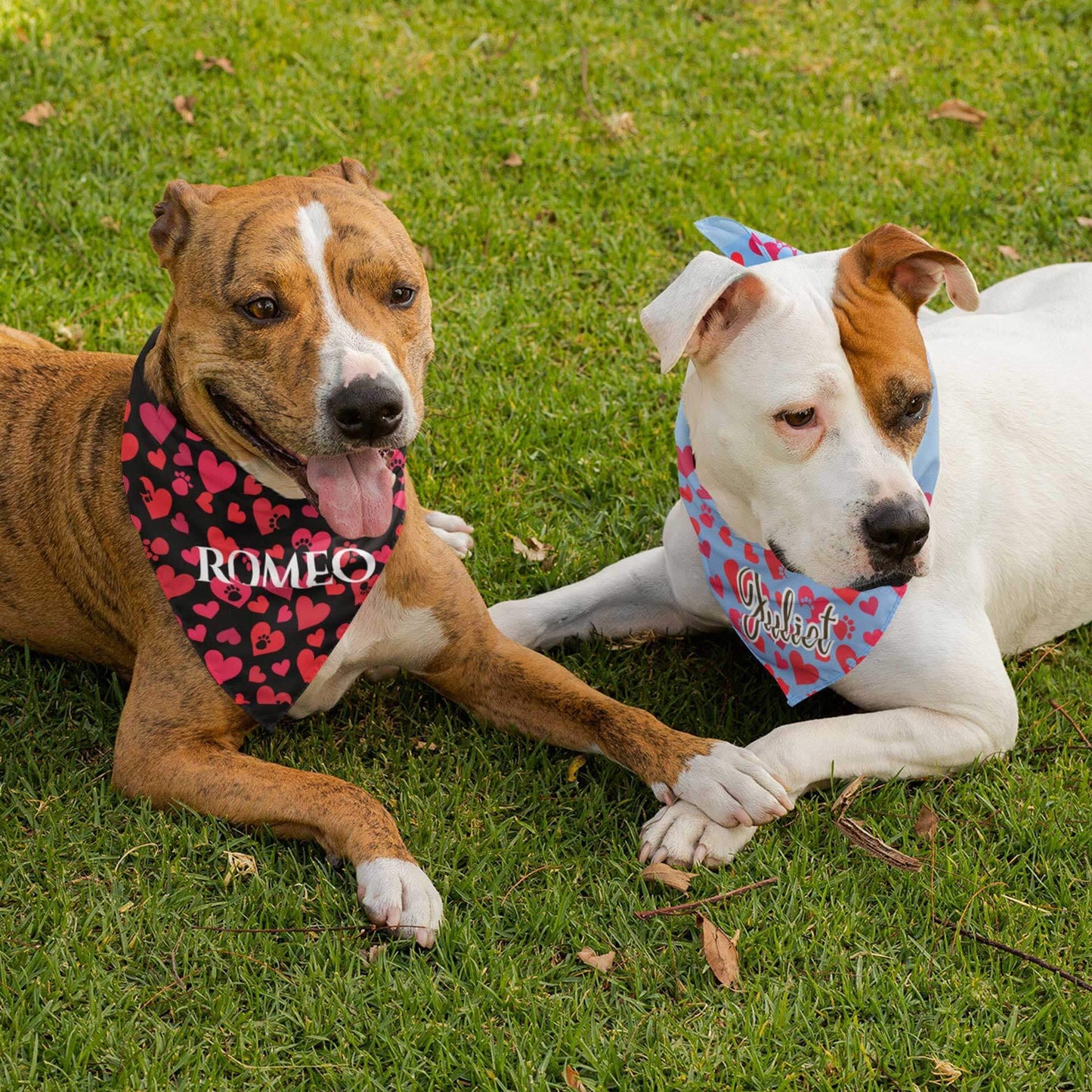 Two dogs lay on the grass wearing Dogs Pure Love bandanas with their names 'Romeo and Juilet' written on them.